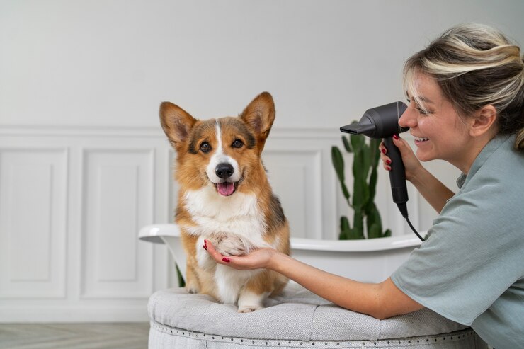 The Benefits of Regular Dog Grooming: Why Spanaway Dog Owners Should Invest in It